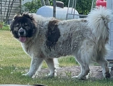 Lakova Caucasian Shepherd