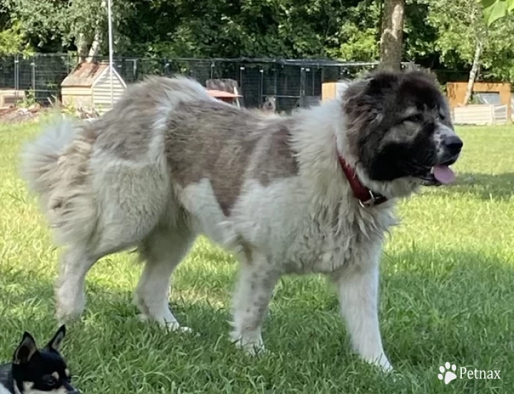 Lakova Caucasian Shepherd