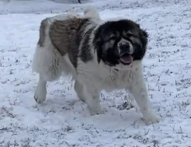 Lakova Caucasian Shepherd