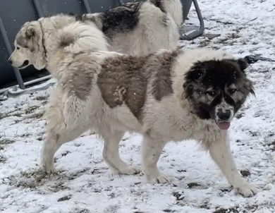 Lakova Caucasian Shepherd