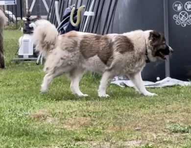 Lakova Caucasian Shepherd