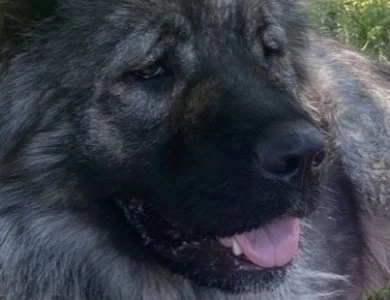 Meeka Caucasian Shepherd