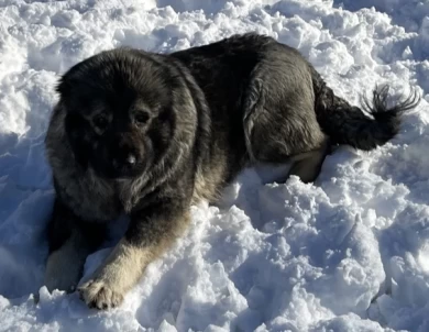 Meeka Caucasian Shepherd