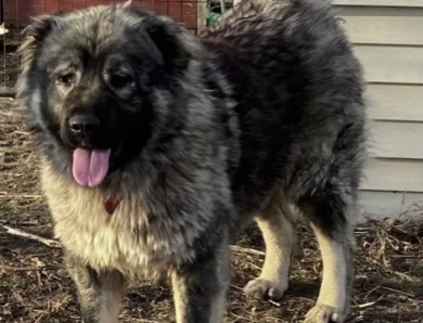 Meeka Caucasian Shepherd