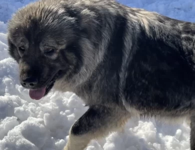 Meeka Caucasian Shepherd