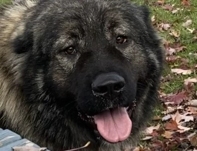 Meeka Caucasian Shepherd