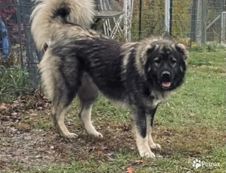 Meeka Caucasian Shepherd