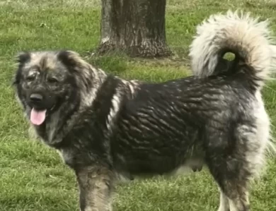 Meeka Caucasian Shepherd