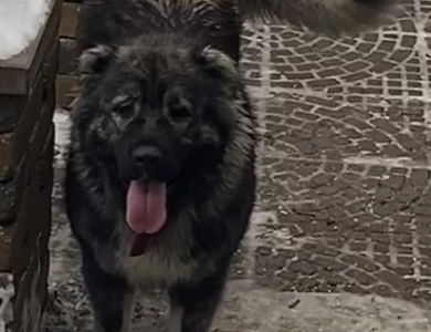 Meeka Caucasian Shepherd