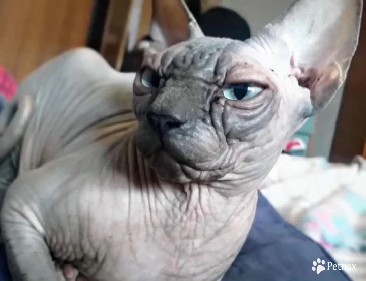 Cruella Sphynx