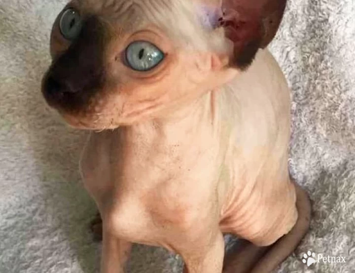 Mei Lei Sphynx