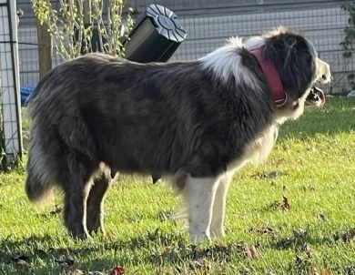 Octavia  Caucasian Shepherd