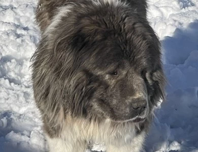 Octavia  Caucasian Shepherd