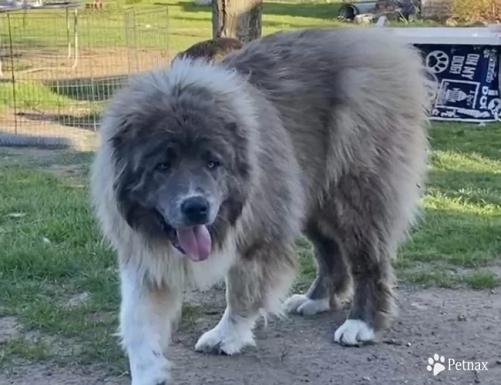 Octavia  Caucasian Shepherd