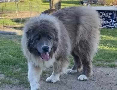 Octavia  Caucasian Shepherd