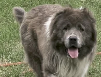 Octavia  Caucasian Shepherd