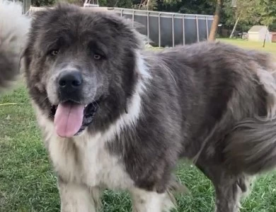 Octavia  Caucasian Shepherd