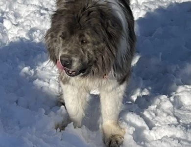 Octavia  Caucasian Shepherd