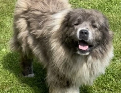 Octavia  Caucasian Shepherd