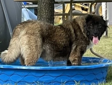 Lusha  Caucasian Shepherd