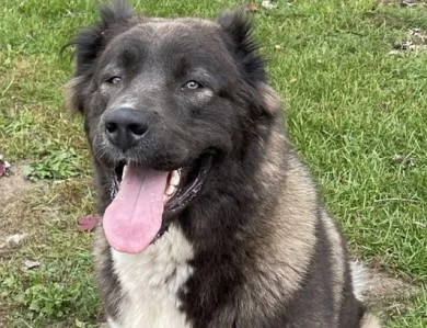 Lusha  Caucasian Shepherd