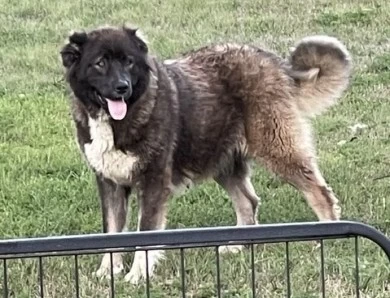 Lusha  Caucasian Shepherd