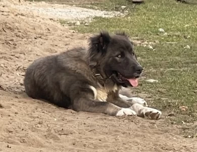 Lusha  Caucasian Shepherd