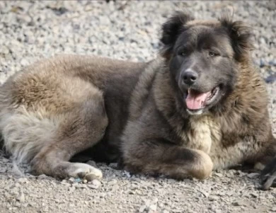 Lusha  Caucasian Shepherd