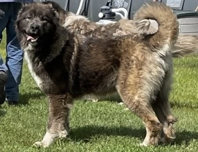 Lusha  Caucasian Shepherd