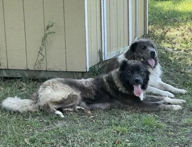 Lusha  Caucasian Shepherd