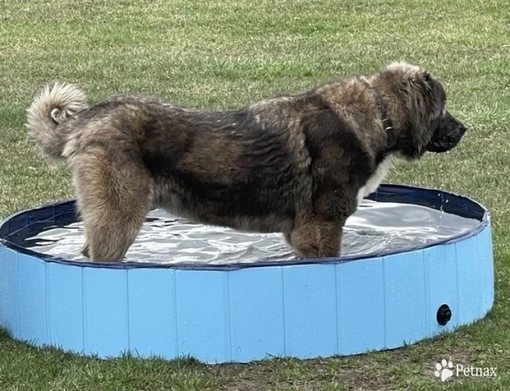 Lusha  Caucasian Shepherd