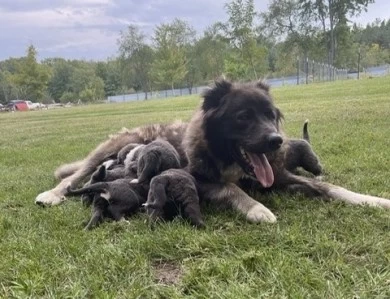 Lusha  Caucasian Shepherd