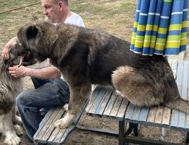 Lusha  Caucasian Shepherd