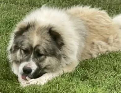 Georgette  Caucasian Shepherd