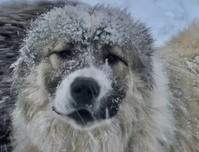 Georgette  Caucasian Shepherd