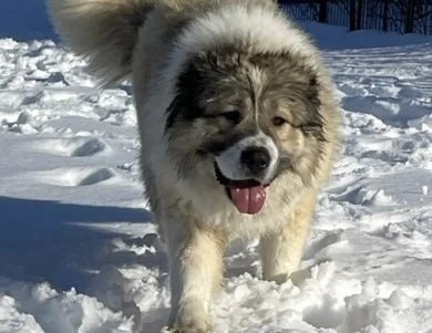 Georgette  Caucasian Shepherd