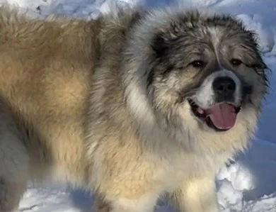 Georgette  Caucasian Shepherd