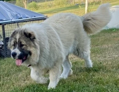 Georgette  Caucasian Shepherd