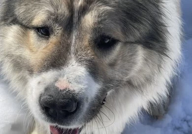 Georgette  Caucasian Shepherd