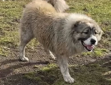 Georgette  Caucasian Shepherd