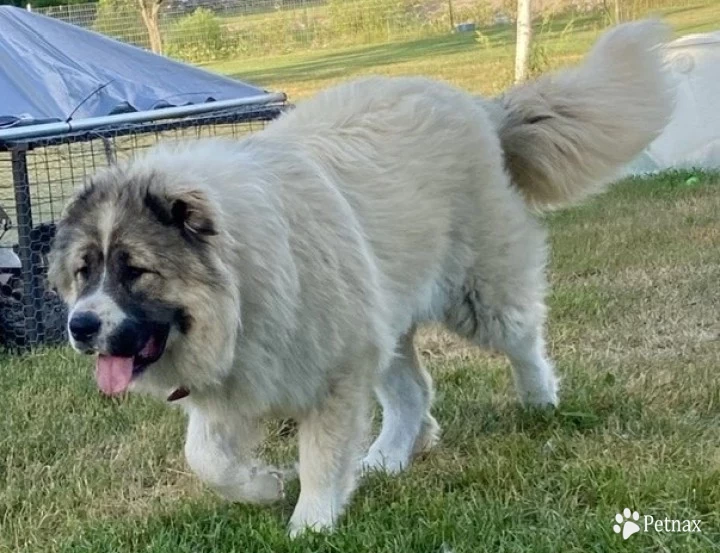 Georgette  Caucasian Shepherd