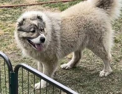 Georgette  Caucasian Shepherd