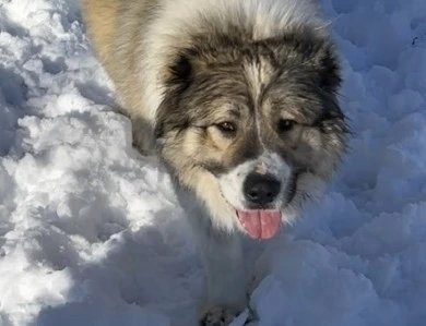 Georgette  Caucasian Shepherd