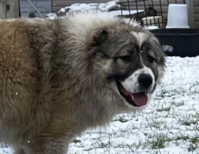 Georgette  Caucasian Shepherd