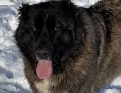 Fidjy Caucasian Shepherd