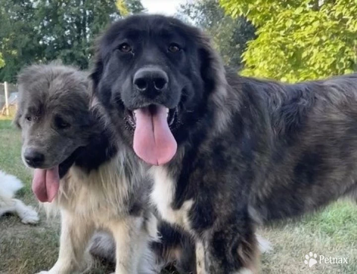 Fidjy Caucasian Shepherd