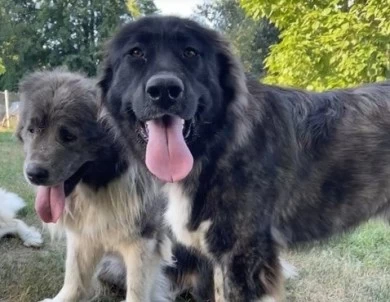 Fidjy Caucasian Shepherd