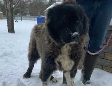 Fidjy Caucasian Shepherd