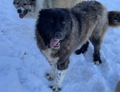 Fidjy Caucasian Shepherd