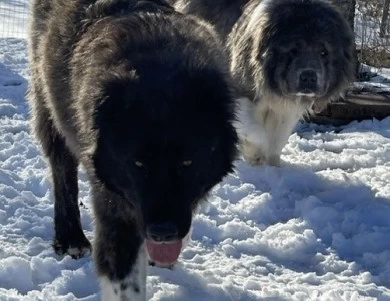 Fidjy Caucasian Shepherd